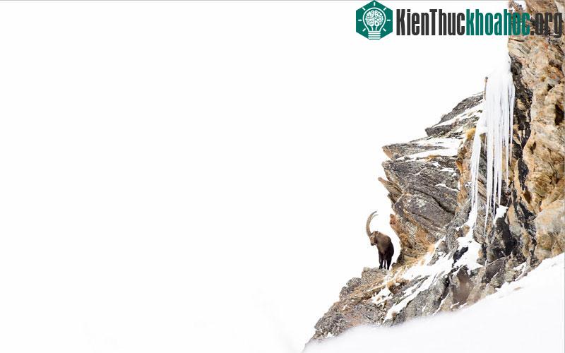 Bức ảnh đạt giải chuyên đề chụp ảnh các loại thú trên cạn của nhà khoa học Emanuele Biggi, Genova, Italy