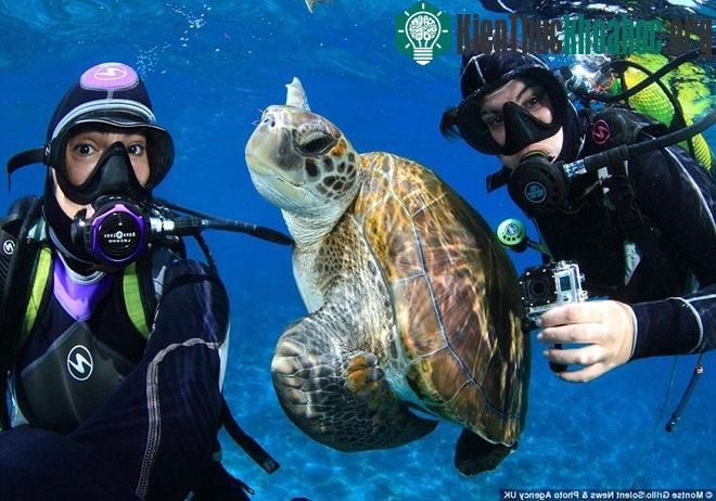 Chúng ăn cỏ, cỏ biển và tảo. Ngoài ra, một số con chưa trưởng thành còn ăn cua, sứa và bọt biển. Trong mùa sinh sản, rùa xanh phải di chuyển một chặng đường khá dài từ biển vào các bãi cát để đẻ tr...