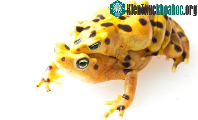 Ếch vàng Panamanian - (Ảnh: Guardian)