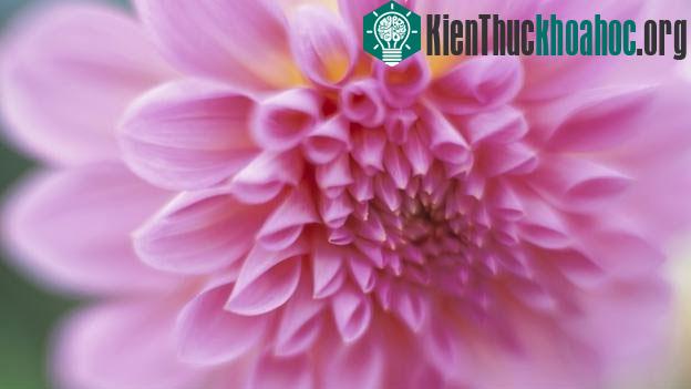 Thược dược hồng - (Ảnh: Alamy)