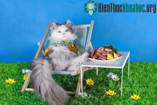 Đây mới là cuộc sống! Nằm sưởi nắng trên ghế và thưởng thức món tôm yêu thích