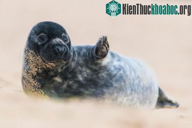 Chú hải cẩu con trong bức ảnh của Luke Wilkinson