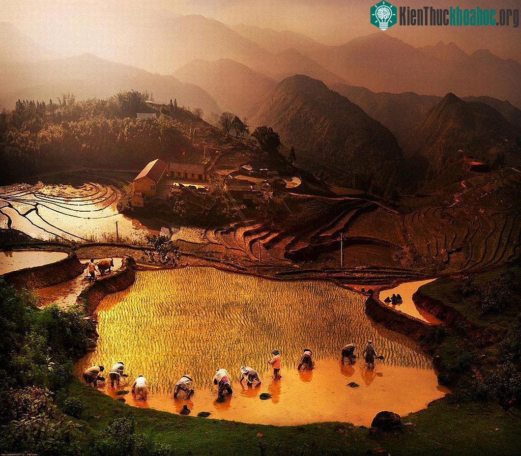 Nông dân đang cấy lúa trên ruộng bậc thang