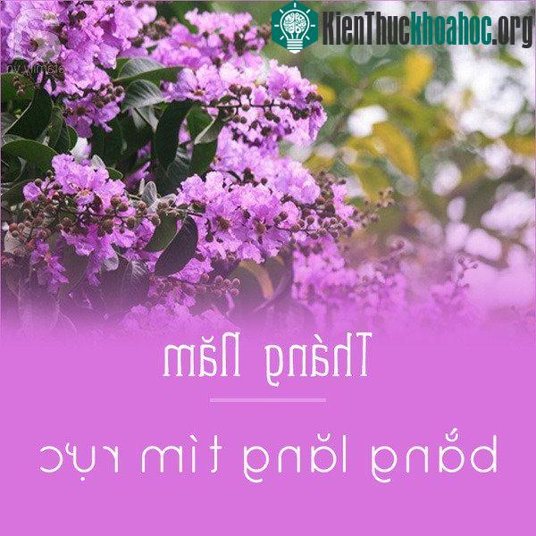 Tháng 5, song song với sắc đỏ của hoa phượng là sắc tím đặc trưng của bằng lăng. Từng chùm bằng lăng tím ngắt khi có ánh nắng chiếu vào càng thêm lấp lánh và đẹp say mê hơn bao giờ hết.