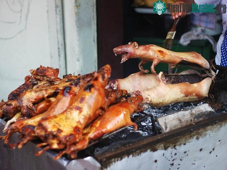Cuy, Ecuador và Peru: Cuy là tên của chuột lang theo ngôn ngữ địa phương. Chúng được làm sạch và quay chín. Nhiều người có biết thịt cuy rất mềm, ngọt, gần giống như thịt thỏ. Đây là một đặc sản củ...