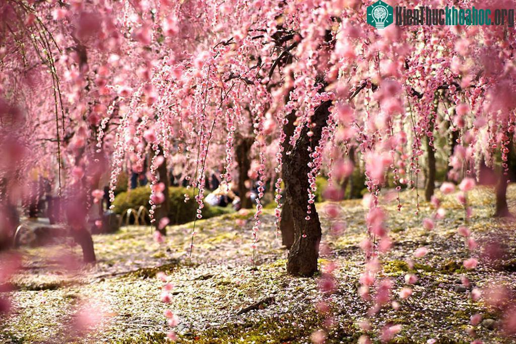 Chàng võ sĩ đạo ấy cũng có được thanh gươm báu nhưng lại vĩnh viễn mất đi người con gái anh yêu thương. Sau cùng, anh đã hiểu ra được chân lý và tìm đến ngôi mộ của cô gái để tạ lỗi. Chàng trai đã ...