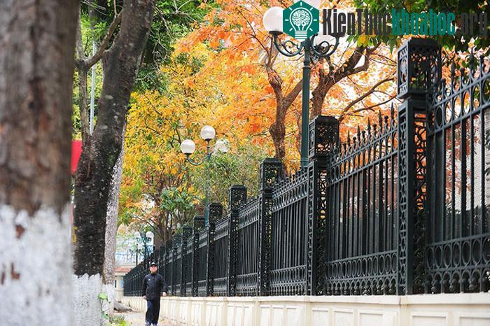 Con phố trở nên đẹp hơn với sắc màu vàng đỏ của lộc vừng.