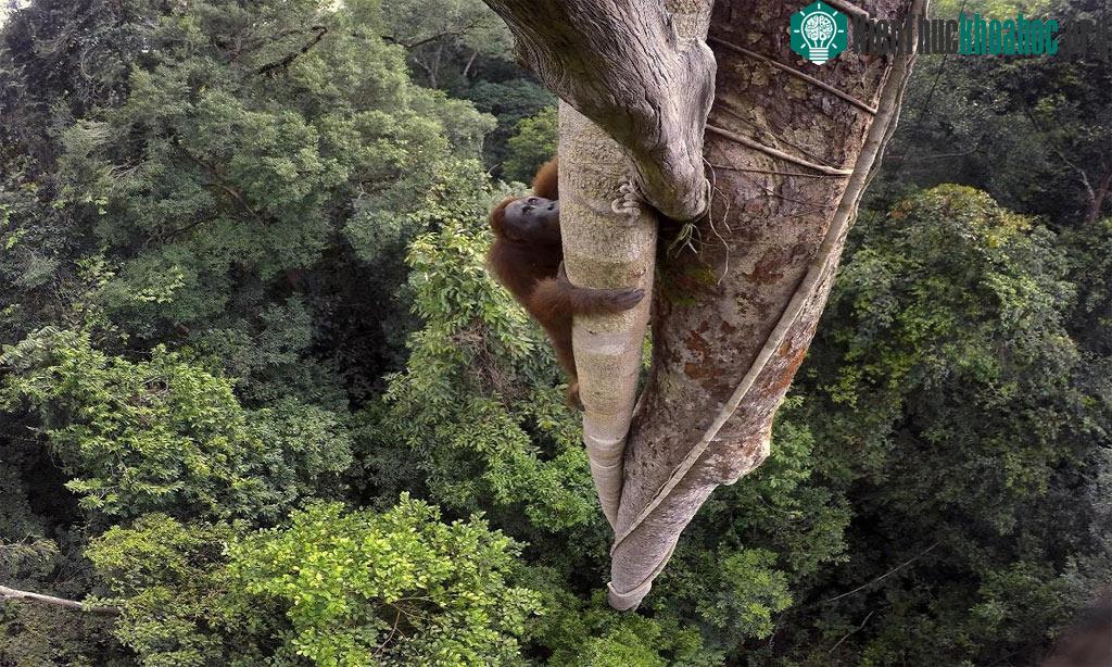 Một con đười ươi đang trèo cây ở độ cao 30 m trong công viên quốc gia Gunung Palung, tỉnh Tây Kalimantan, Indonesia ngày 12/8/2015.