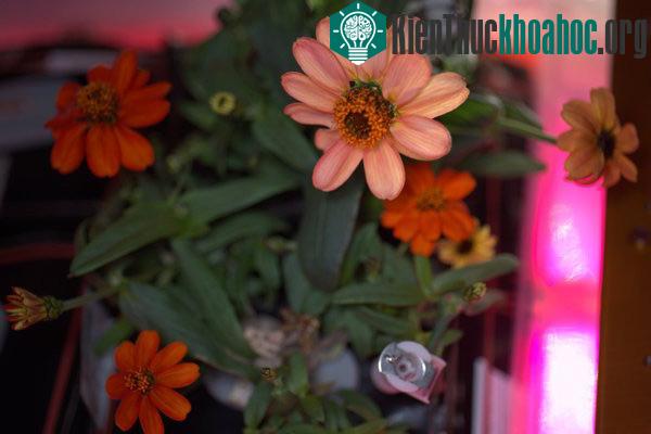 Bức ảnh chậu hoa cúc trên ISS được chụp vào ngày 25/1/2016.