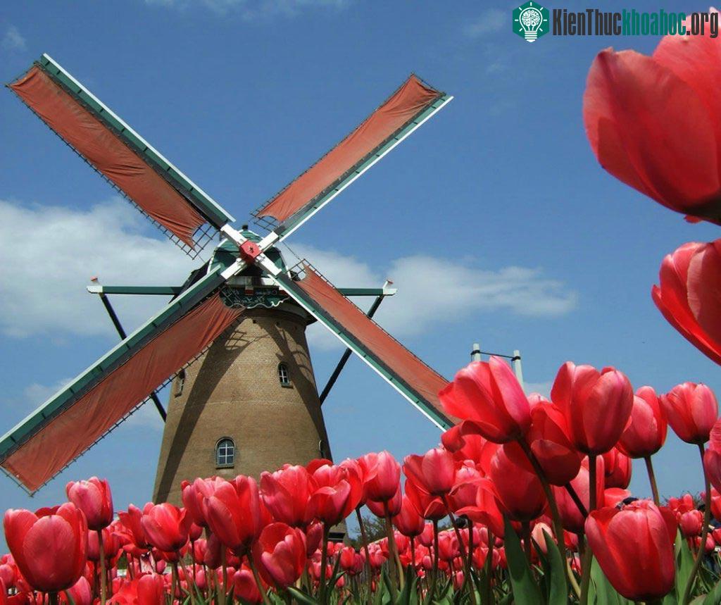 Đừng để làm cối xay gió này đánh lừa bạn. Những bông hoa Tulip này được trông ở thành phố Sakura