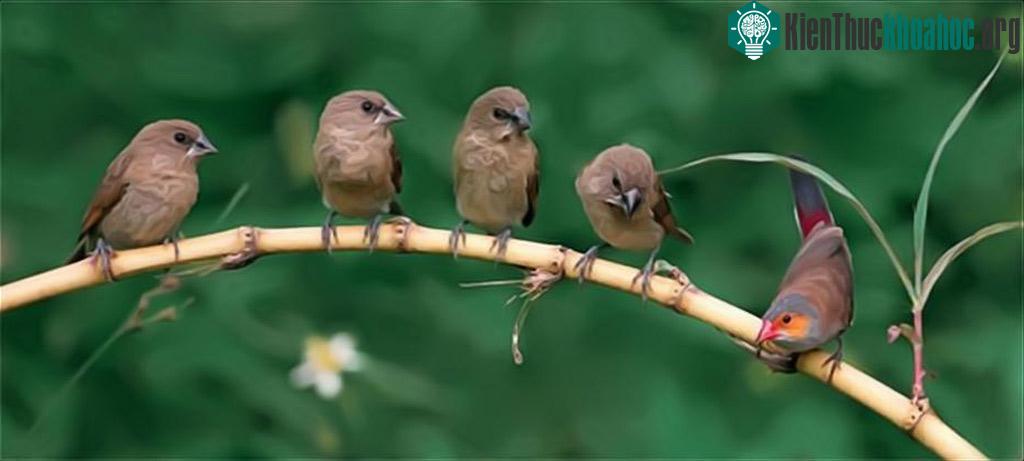 Câu chuyện của những loài chim ảnh 6