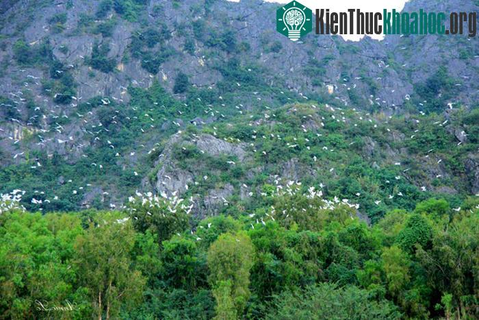 Thời điểm thuận lợi nhất để tham quan Vân Long là vào lúc hoàng hôn. Du khách có thể chiêm ngưỡng hàng nghìn cá thể cò trắng bay tìm chỗ trú đêm, tiếng kêu vang vọng cả một vùng. (Ảnh: Cỏ Biếc).