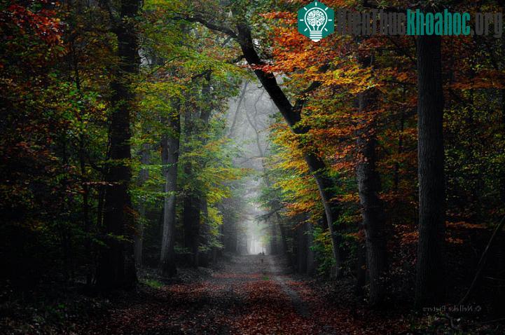 Rừng Veluwe là nơi có thảm thực vật đa dạng, một trong những khu bảo tồn thiên nhiên lớn nhất của Hà Lan.