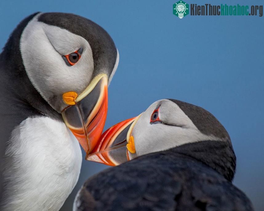 Chim puffin ở Hebrides: Hai con chim puffin đang chinh phục đối phương ở quần đảo Hebrides, ngoài khơi bờ tây Scotland. (Ảnh: Greg Nicholson).