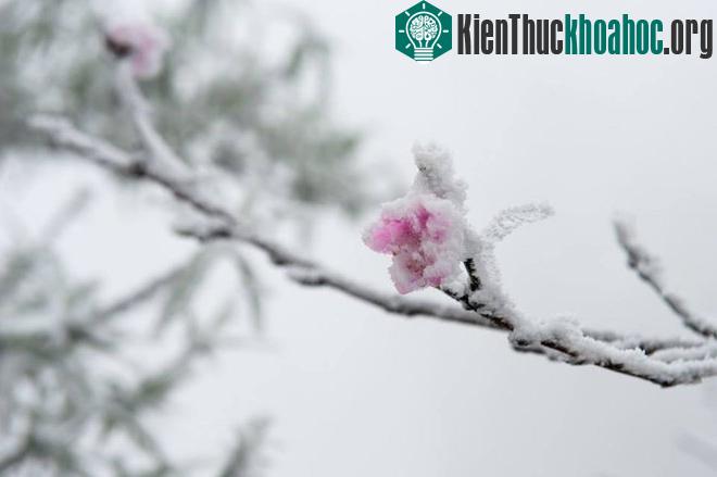 Tuyết bám trắng trên những cành đào rừng đang bung nở.