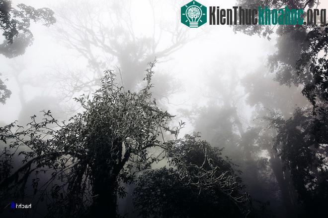 Khu rừng trở nên ma mị hơn với những thân cây cổ thụ trắng thếch vì băng giá.