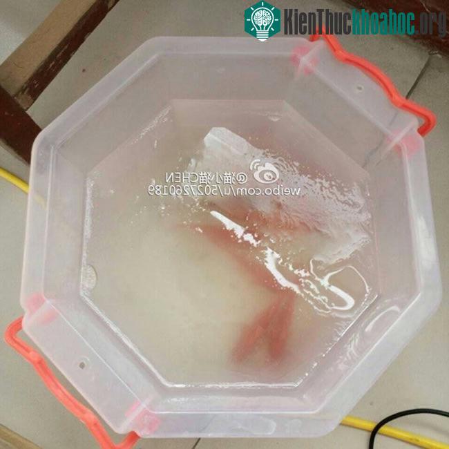Cá cảnh cũng không thoát khỏi số phận.