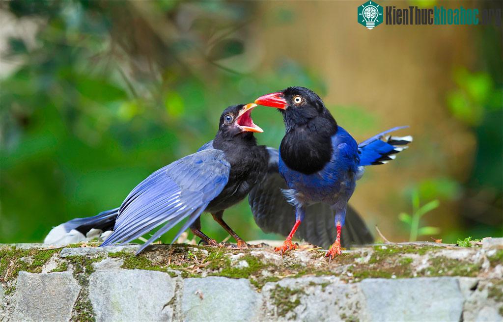 Những cánh chim mùa xuân ảnh 6