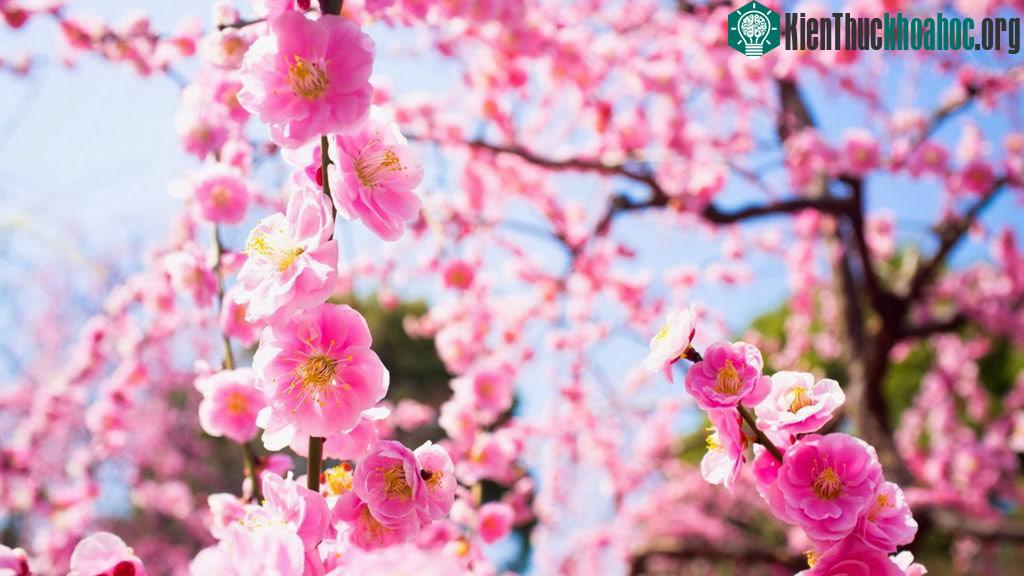 Khiếp sợ trước quyền năng to lớn của 2 vị thần, lũ yêu ma cũng sợ luôn cả cây đào.