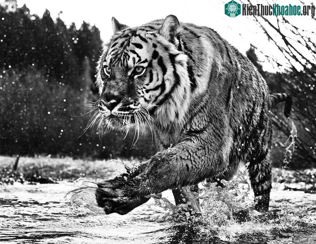 Vẻ oai hùng của một con hổ khi di chuyển dưới dòng suối.