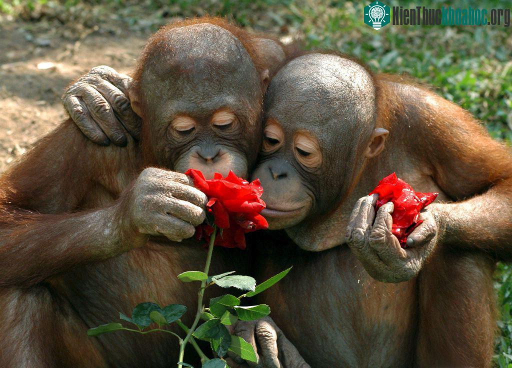 7. Đôi tình nhân và trò chơi muôn thuở - yêu hay không yêu.