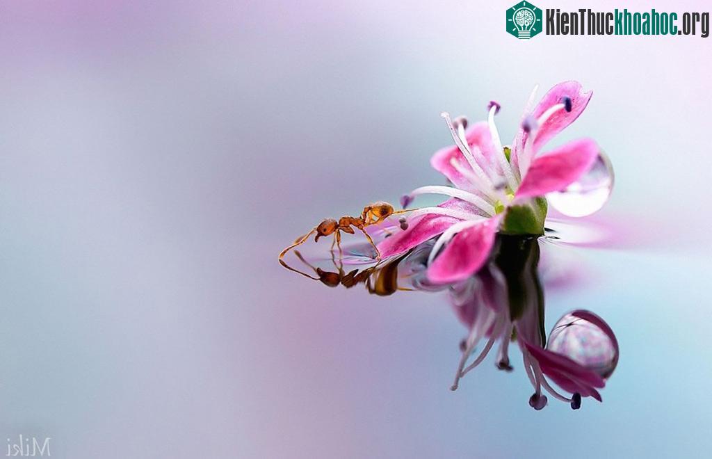 "Đứng hình" với bộ ảnh đẹp long lanh: Giọt sương và con kiến ảnh 6