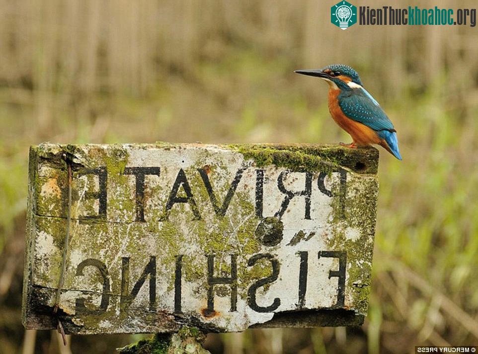 Dù đã chụp được bức ảnh của đời mình, McFadyen cho biết anh sẽ vẫn tiếp tục công việc này vì anh cảm thấy được thư giãn khi ghi lại hình ảnh những chú chim