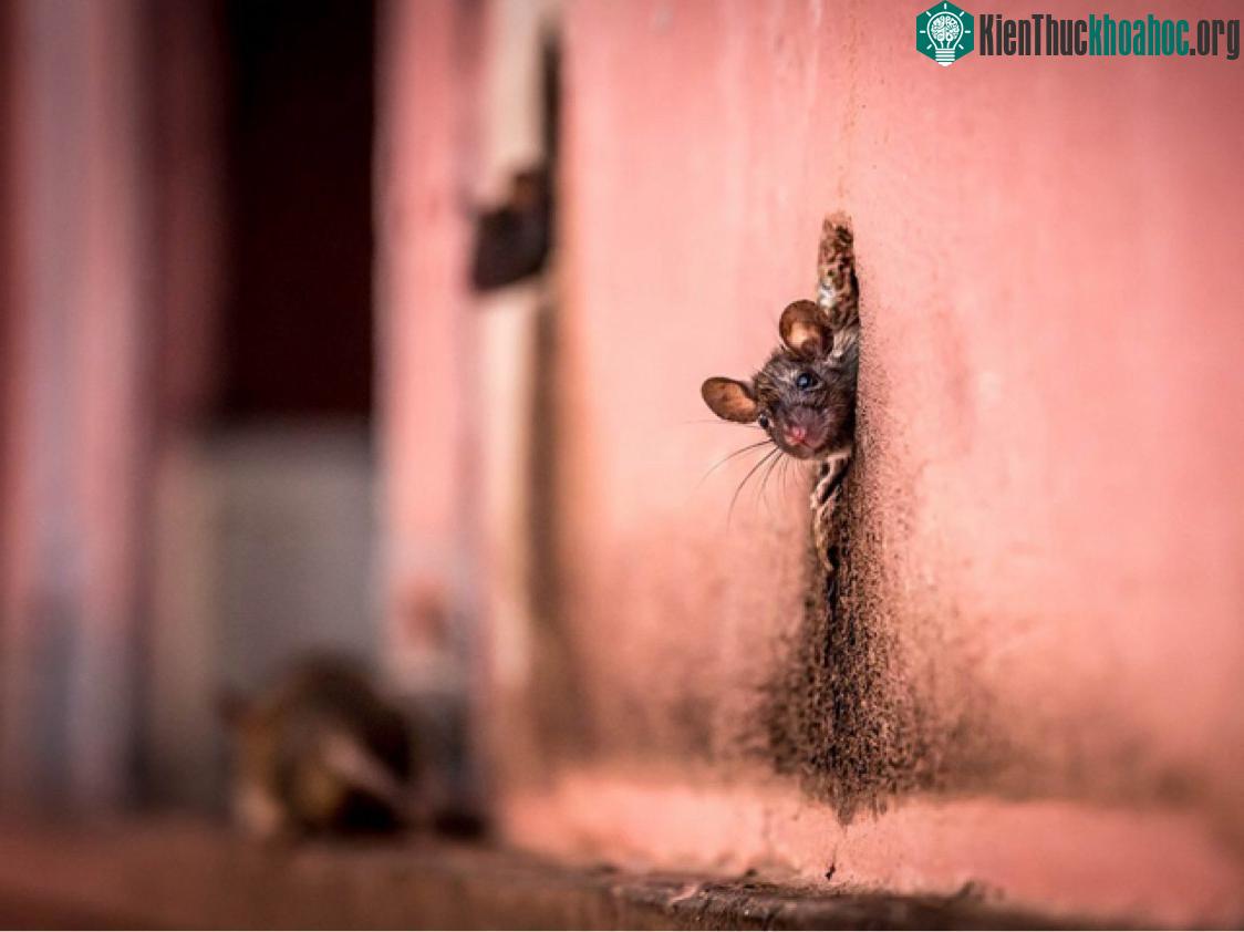 Who's There? Ảnh chụp một con chuột thò đầu ra khỏi hang trên bức tường.