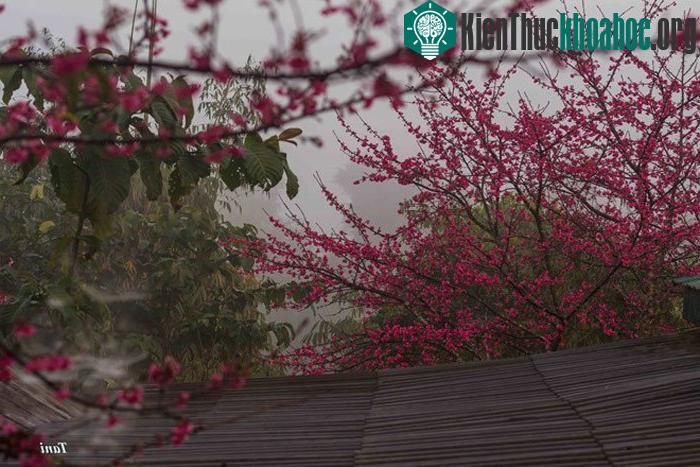 Hoa anh đào trổ hoa từ tháng 12. Nhưng theo tiến sĩ Trần Lệ, hiện nay hoa mới nở được khoảng 20%, sẽ nở hết vào dịp tết Âm lịch.