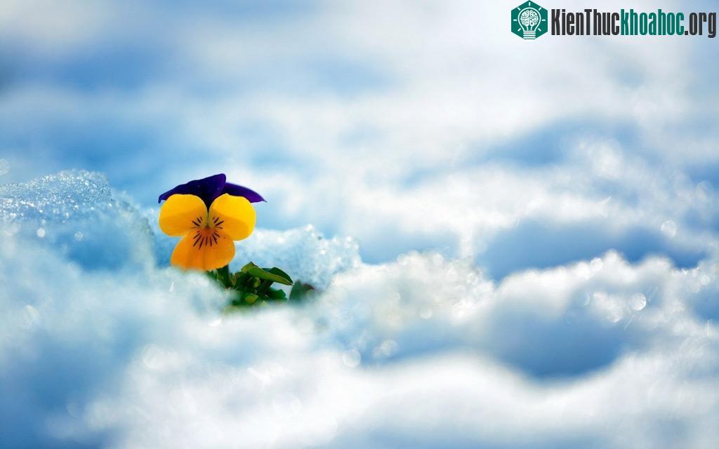 Đông ấm áp với rực rỡ sắc hoa trong tuyết ảnh 6
