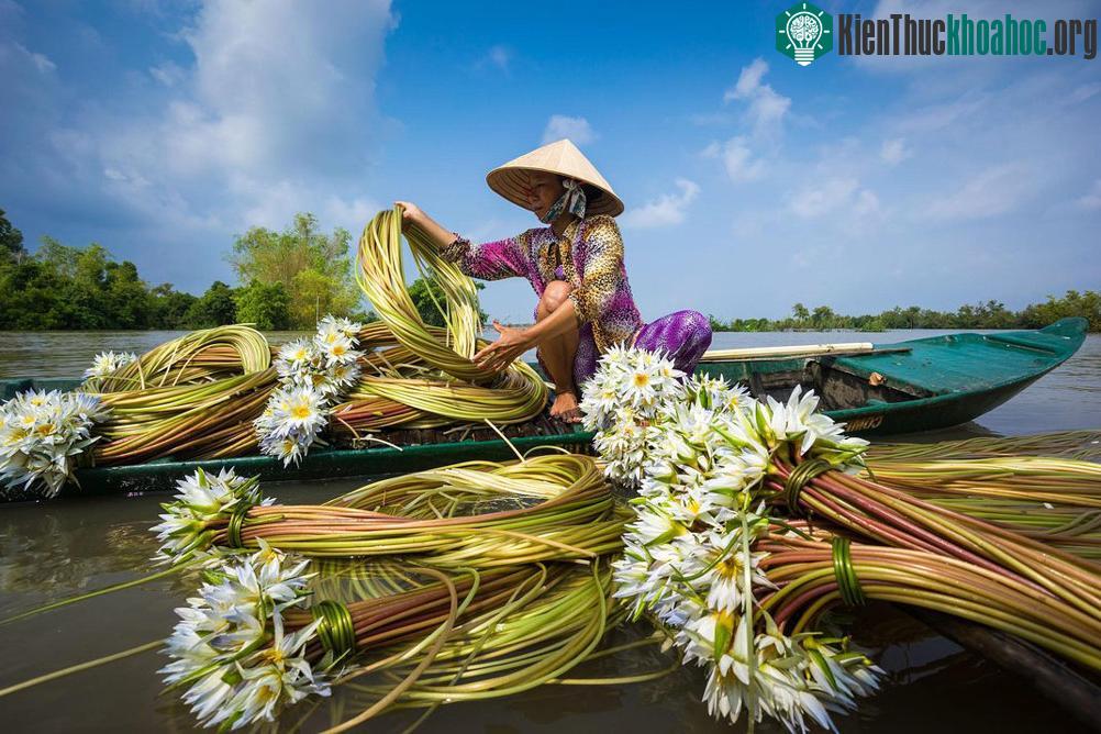 Tác giả Nhiem Hoang với bức ảnh người phụ nữ đang hái hoa súng ở Châu Đốc, An Giang cũng lọt vào vòng chung kết của giải ảnh Smithsonian Annual Photo Contest.