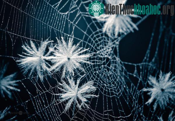 Ngắm hạt giống hoa lung linh trong sương sớm