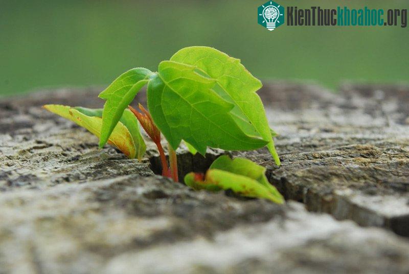 Một màu xanh đầy sự sống, trông thật diệu kỳ