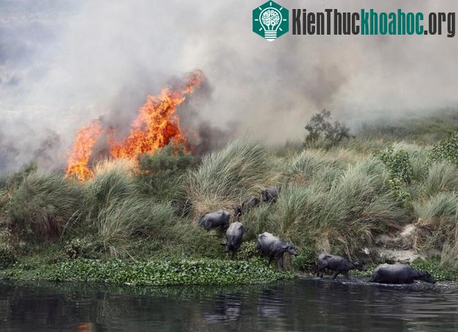 Những hình ảnh khó quên về thảm họa môi trường 2015