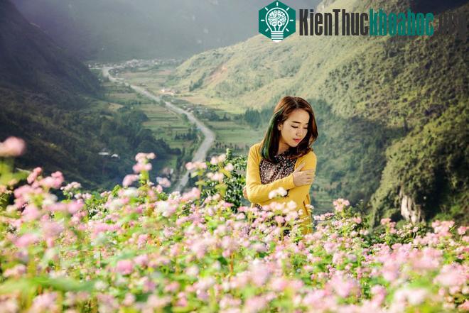 Hà Giang rực rỡ mùa hoa tam giác mạch