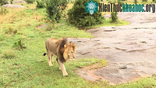 Cuộc chiến sinh tồn trên đồng cỏ Kenya- ảnh 7