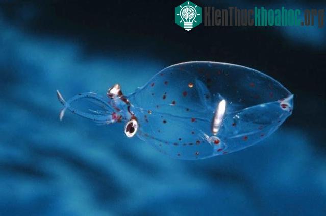 Những loài động vật trong suốt ấn tượng và bí ẩn nhất
