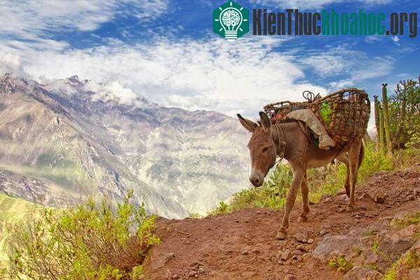 Vẻ đẹp kỳ vĩ của các hẻm núi khổng lồ- ảnh 7