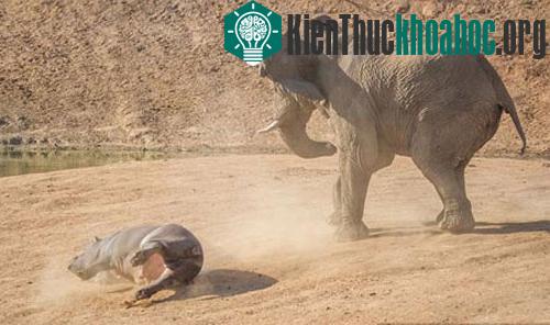 Sau khi hả giận, con voi bỏ đi và để mặc con hà mã lăn lộn trên mặt đất. Tuy nhiên, hà mã mẹ chỉ bị một vết rách nhỏ trên người.