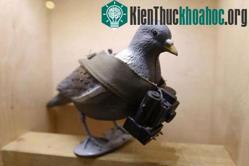 Mô hình phỏng theo “gián điệp chim bồ câu” với máy quay nhỏ&nbsp;gắn trên thân
