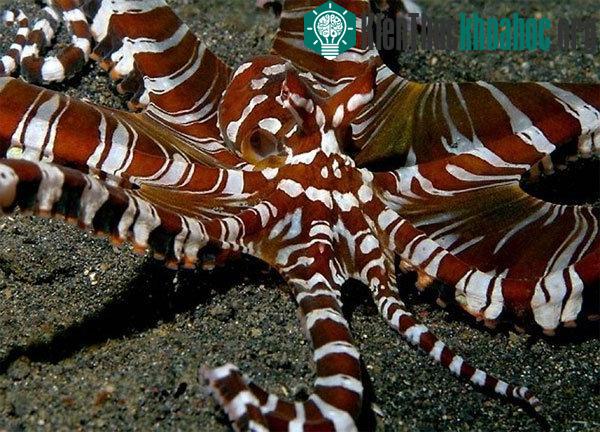 Bạch tuộc ăn thịt Wunderpus, một trong những sát thủ đáng gờm ở bờ biển Philipines. Chúng có khả năng ngụy trang hoàn hảo vào đáy biển khi săn mồi cũng như biến thành một động vật hung dữ, đỏ rực đ...