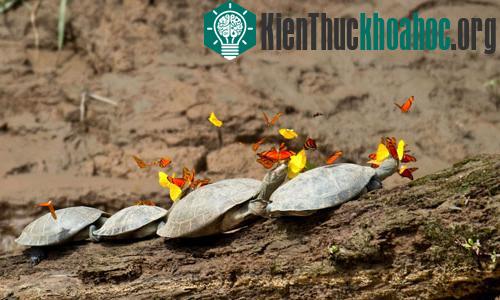 Bướm che lấp tầm nhìn của rùa khi uống nước mắt,&nbsp;làm cho rùa dễ bị các loài thú ăn thịt khác&nbsp;tấn công.