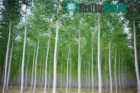 Những cây dương ở Boardman được lai tạo từ 4 đến 5 họ cây dương khác nhau để hội tụ đủ các ưu điểm như lớn nhanh, cần tưới nước ít, thân mọc thẳng...