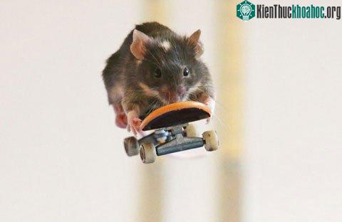Một con chuột thể hiện màn&nbsp;lướt ván đẹp mắt.