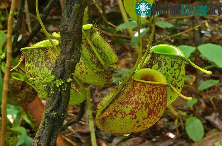 Cây ăn thực vật. Thay vì ăn thịt động vật, cây này có khả năng tiêu hóa lá, và các bộ phận của cây.