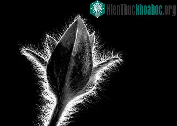 Ảnh chụp bởi Ian Roberts. Thiết bị: Canon 5D III, ống kính macro tiêu cự 100mm, chụp tại khẩu độ f/22 và ISO 100.