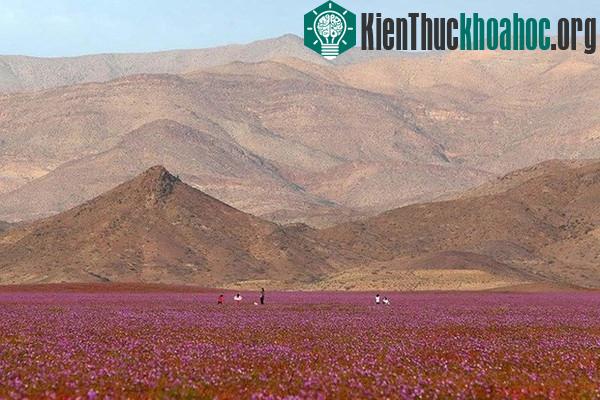 Sa mạc khô cằn "sống dậy" phủ đầy hoa hồng