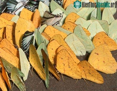 Những loài bướm xinh đẹp