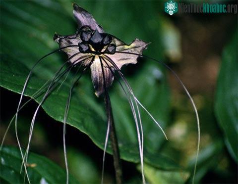 10 loài cây lạ trên thế giới