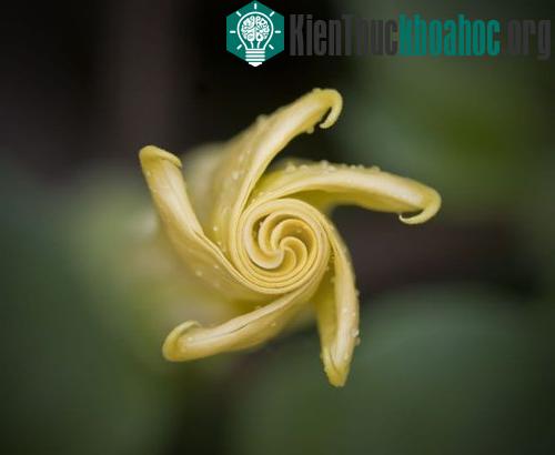 Bất ngờ với những tỷ lệ vàng trong tự nhiên